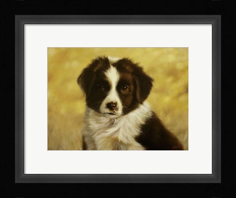 Framed Border Collie Pup 1 Print