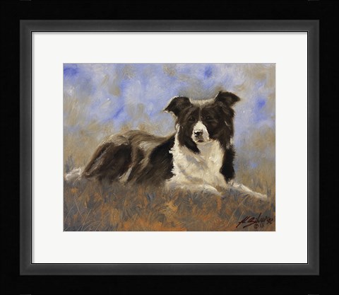 Framed Collie Resting Print
