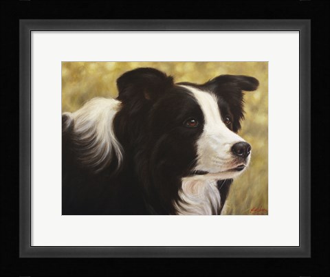 Framed Border Collie 3 Print