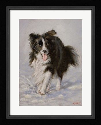 Framed Border Collie 2 Print