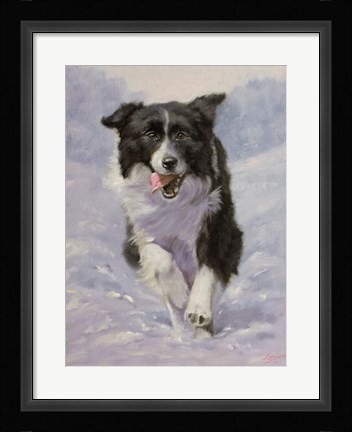 Framed Border Collie 3 Print