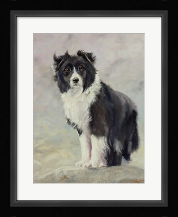 Framed Border Collie 4 Print