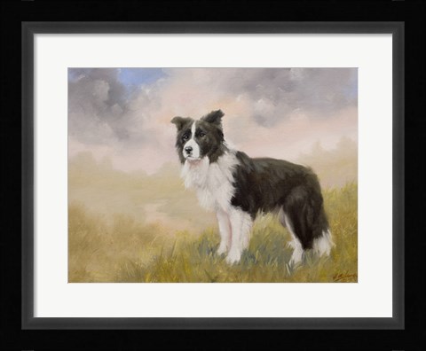 Framed Border Collie 5 Print