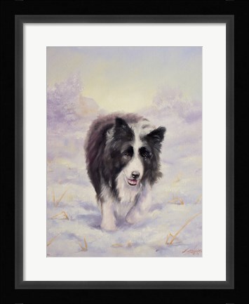 Framed Border Collie 6 Print
