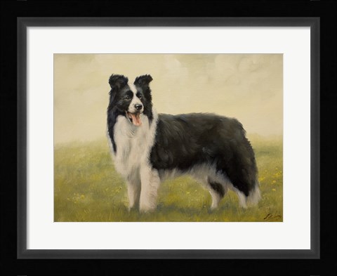 Framed Border Collie 7 Print