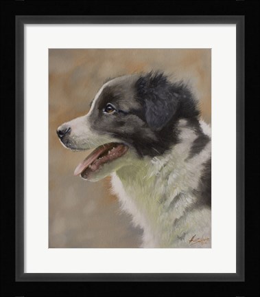 Framed Border Collie 9 Print