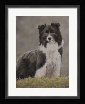 Framed Border Collie 10 Print