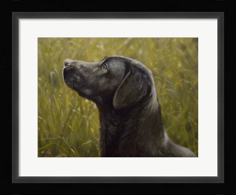 Framed Black Lab 15 Print