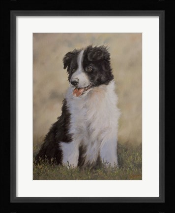 Framed Border Collie 12 Print