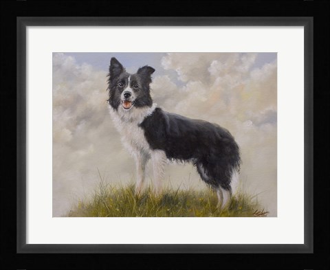 Framed Border Collie 13 Print