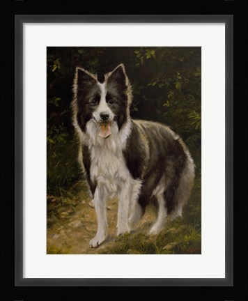 Framed Border Collie 14 Print