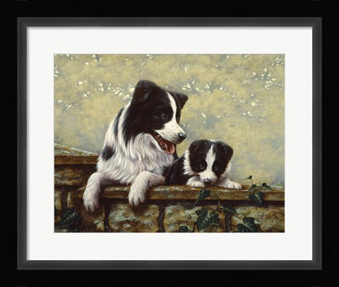 Framed Border Collie 15 Print