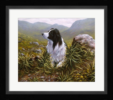 Framed Border Collie 16 Print