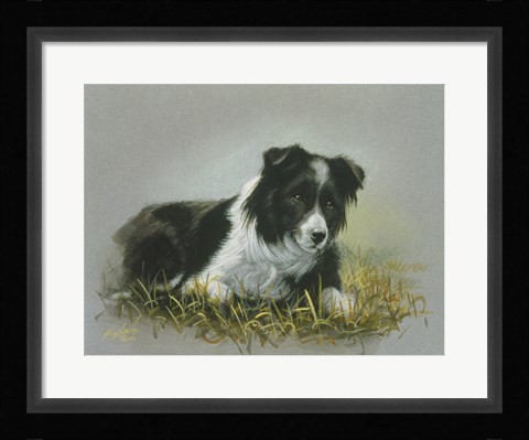 Framed Border Collie 18 Print