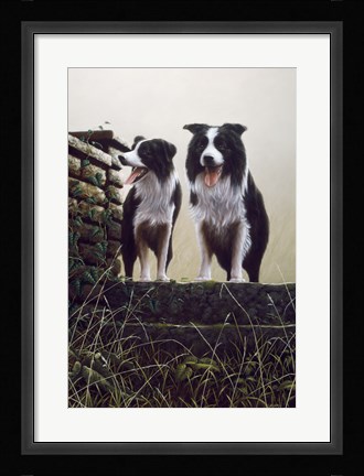 Framed Border Collie 19 Print