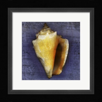Framed Fighting Conch Print