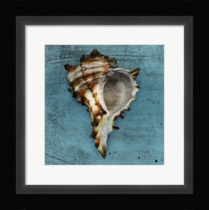 Framed Horned Whelk Print