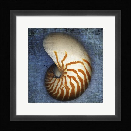 Framed Nautilus Print