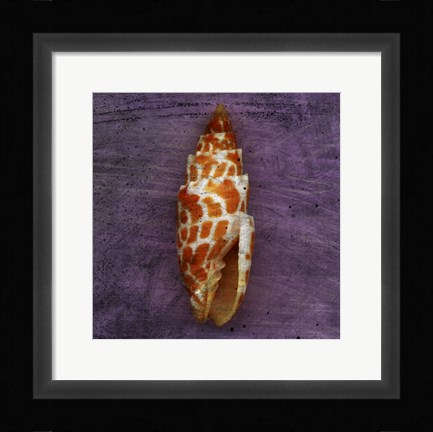 Framed Orange Shell Print