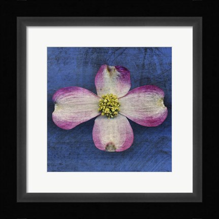 Framed Pink Dogwood Print