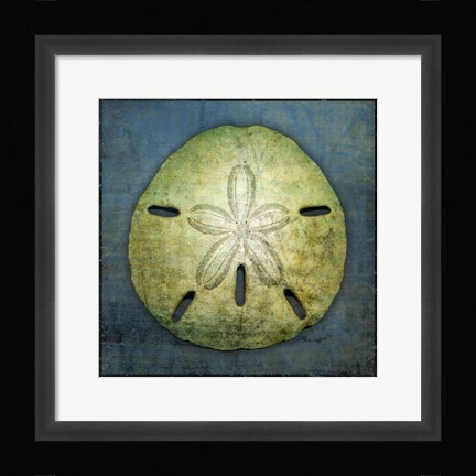 Framed Sand Dollar Print