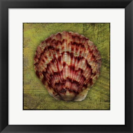 Framed Scallop Print