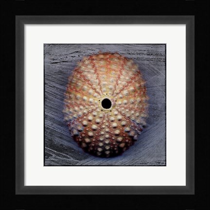 Framed Sea Urchin 1 Print