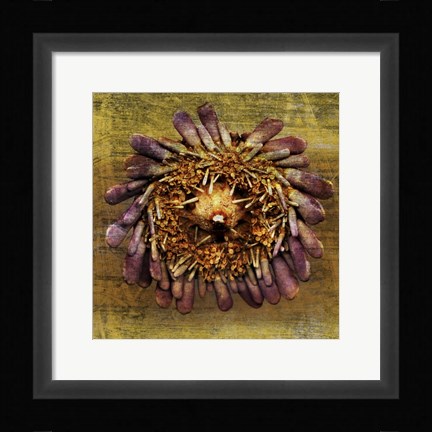 Framed Sea Urchin 2 Print