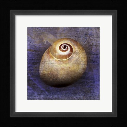 Framed Shark Eye 1 Print