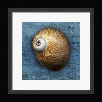 Framed Shark Eye 2 Print
