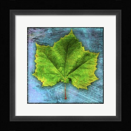 Framed Sycamore Print