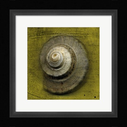Framed Whelk Crown Print