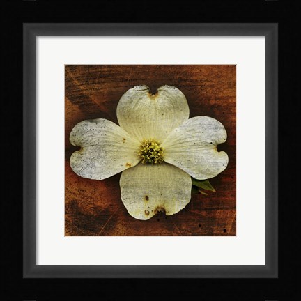 Framed White Dogwood Print