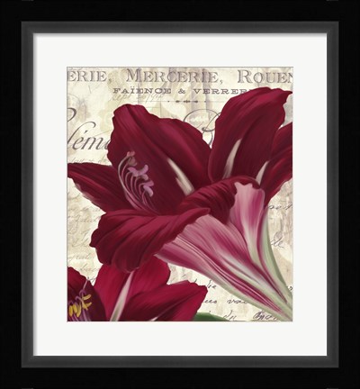 Framed Amaryllis Print