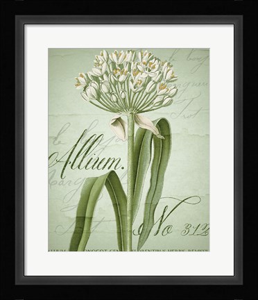 Framed Allium I Print