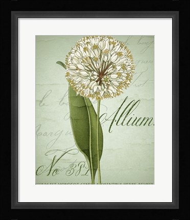 Framed Allium II Print