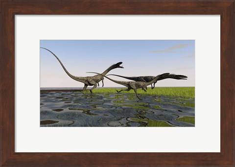 Framed Group of Coelophysis Dinosaurs Print