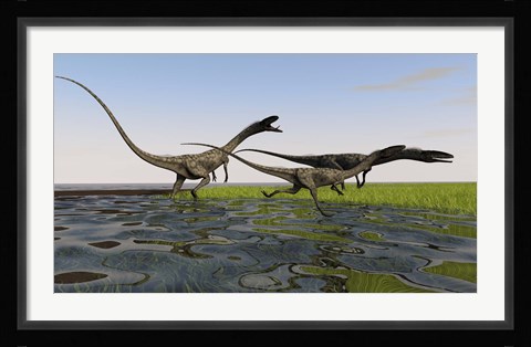 Framed Group of Coelophysis Dinosaurs Print