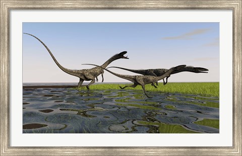 Framed Group of Coelophysis Dinosaurs Print