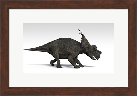 Framed Achelousaurus dinosaur Print