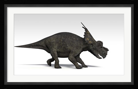 Framed Achelousaurus dinosaur Print