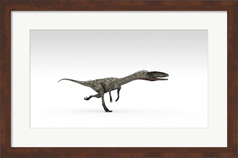 Framed Coelophysis Dinosaur Print