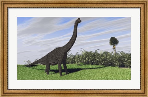 Framed Large Brachiosaurus in a Field Print