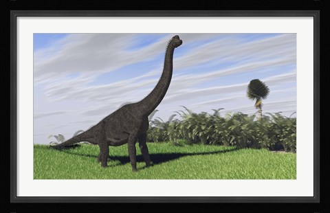 Framed Large Brachiosaurus in a Field Print