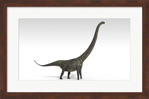Framed Mamenchisaurus Dinosaur Print