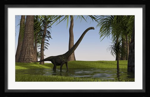 Framed Mamenchisaurus Walking through Swamp Print