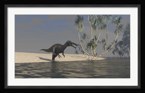 Framed Suchomimus Hunting for Food Print