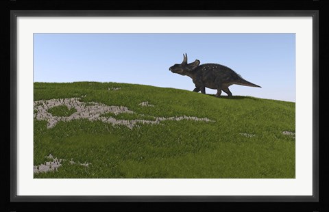 Framed Triceratops Walking Across a Grassy Field Print