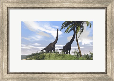 Framed Two Large Brachiosaurus Grazing Print