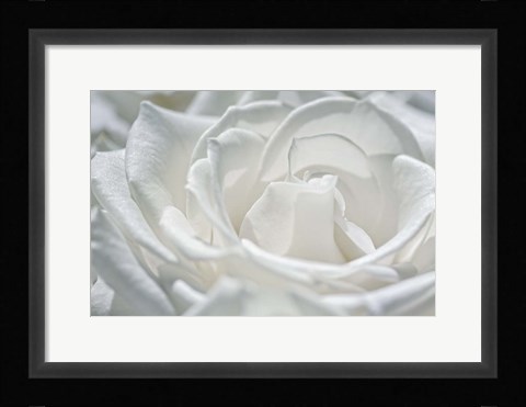 Framed Coolness Print